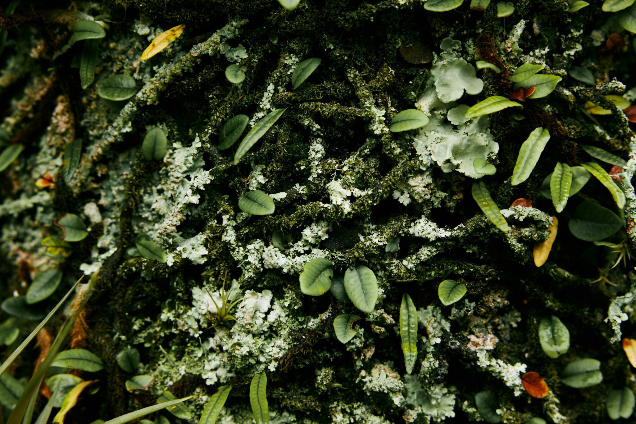 Close-up of a vibrant plant with wellness green leaves